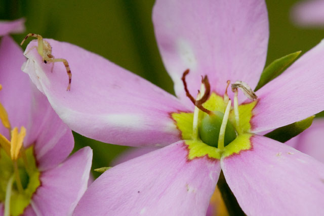 rose-pink post-pollination