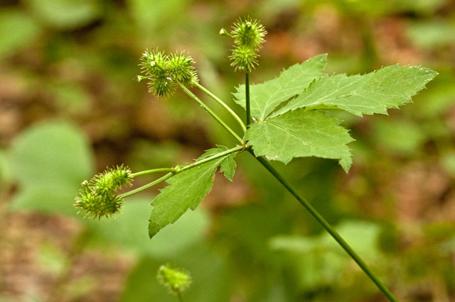 Saniucula trifoliata