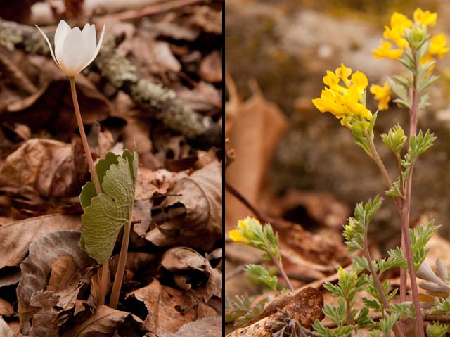 Sanguinaria and Corydalis