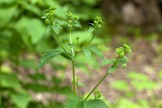 short-styled snakeroot