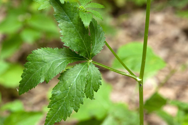 snakeroot leaf