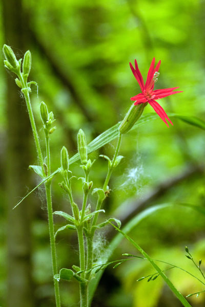 catchfly