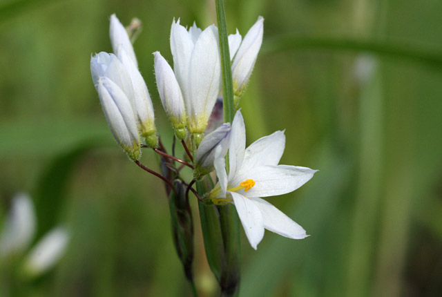 white blue-eyed grass