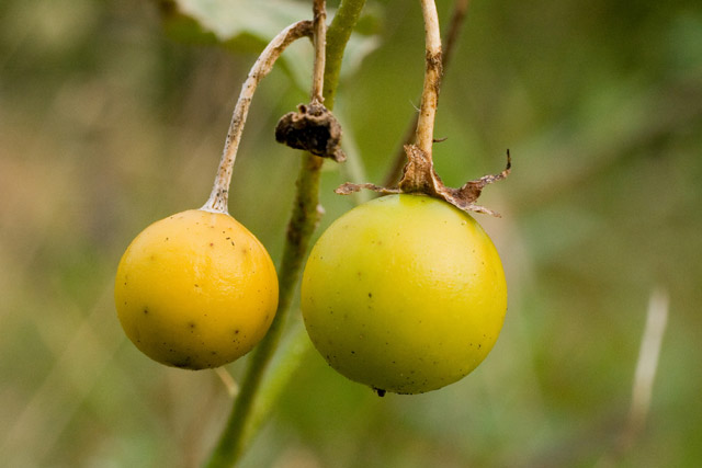 horse nettle berries