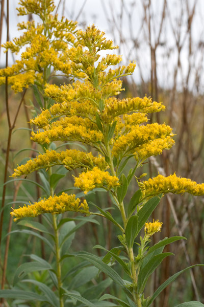 Canada goldenrod