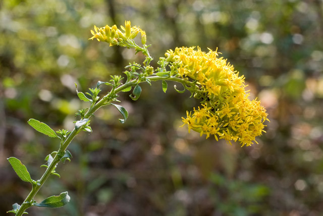 gray goldenrod