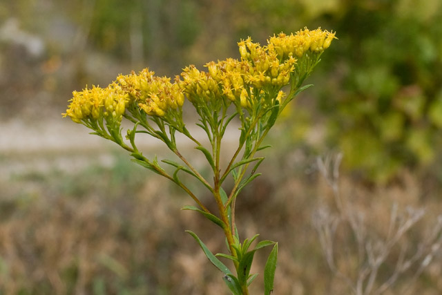 Ohio goldenrod