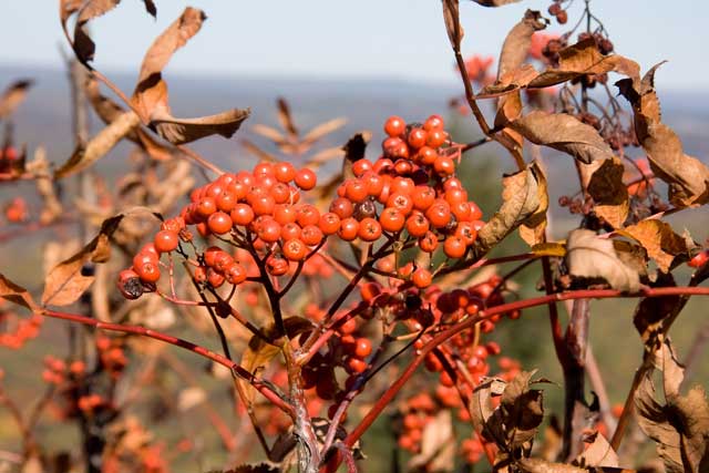 mountain-ash