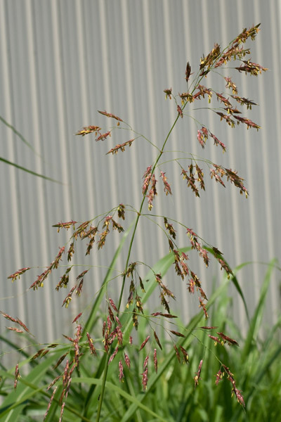 Johnson grass