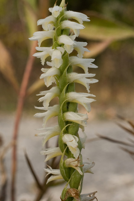 noddking ladies'-tresses