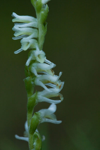 slender ladies' tresses