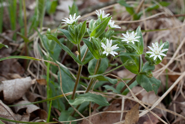 woodland chickweed