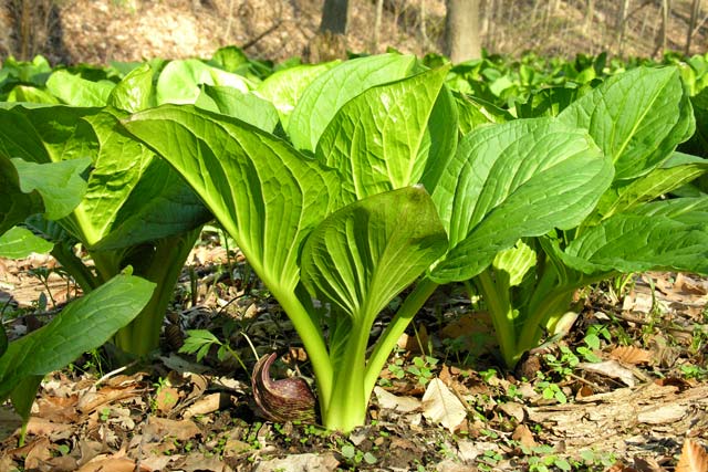 skink cabbage