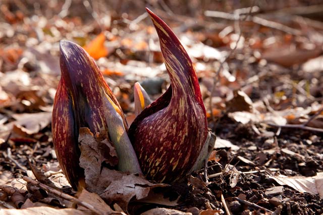 skunk cabbage backlit