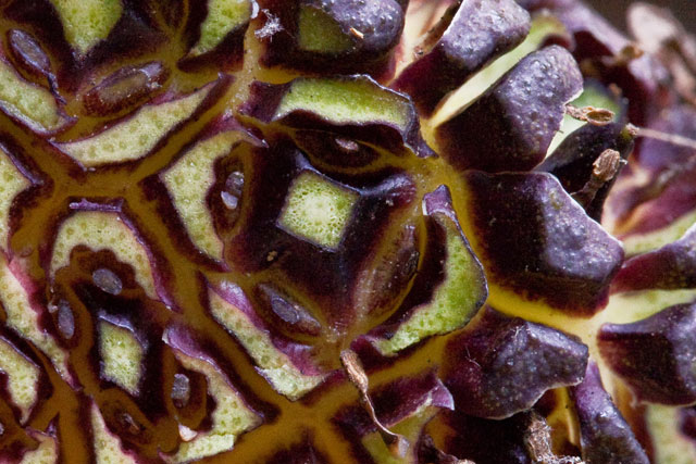 skunk cabbage sectioned