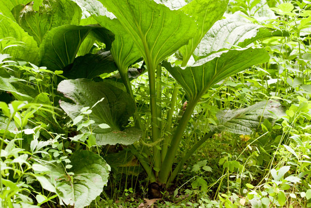 sunk cabbage plant