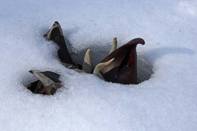 skunk cabbage poking through snow