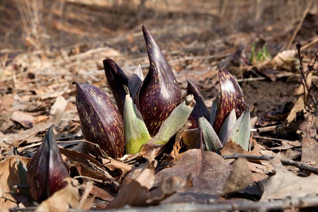 skunk cabbage group