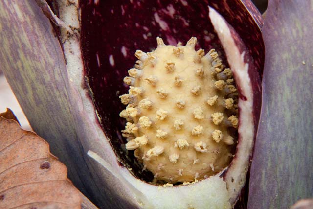 skunk cabbage late stage flower