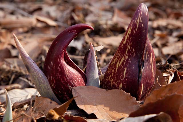 skunk cabbage