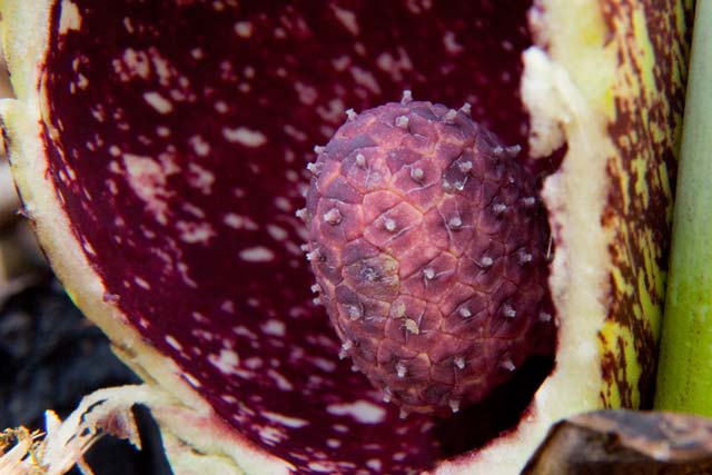 skunk cabbage pistillate