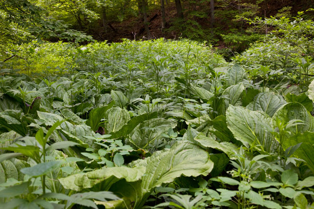 skunk cabbage habitat