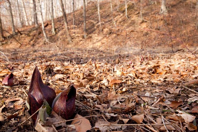 skunk cabbage site