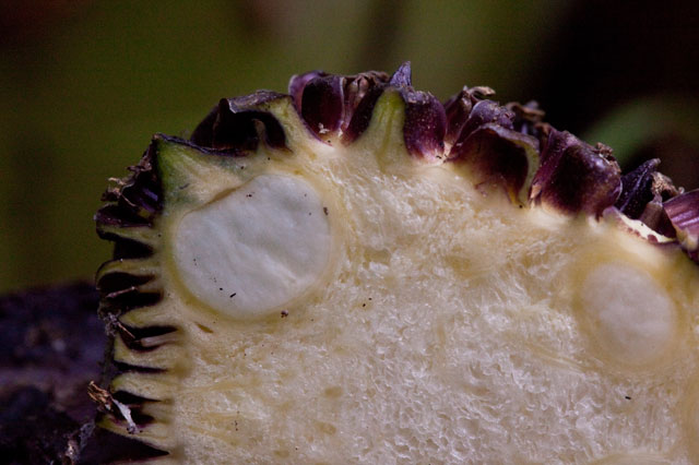 skunk cabbage seed