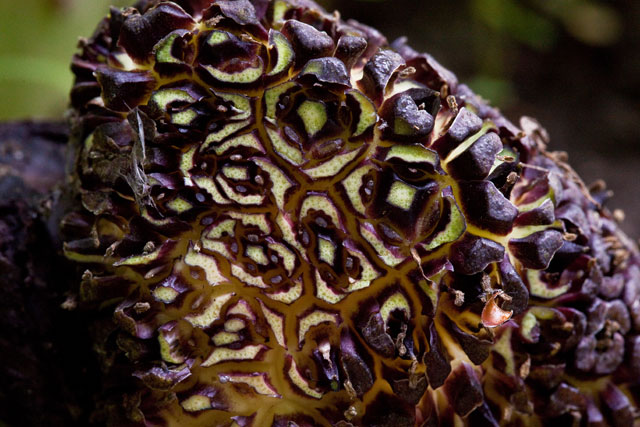 skunk cabbage spathe sectioned