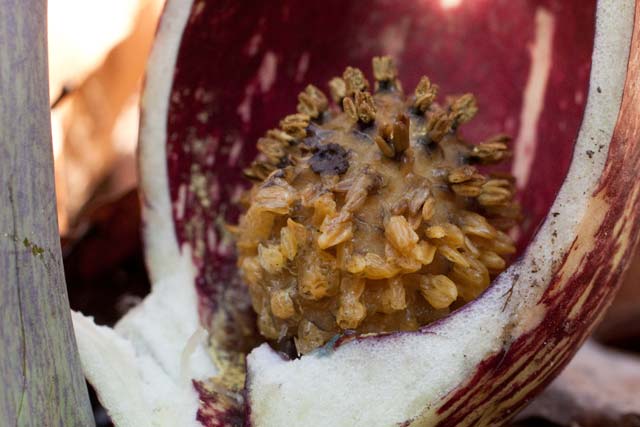 skunk cabbage staminate