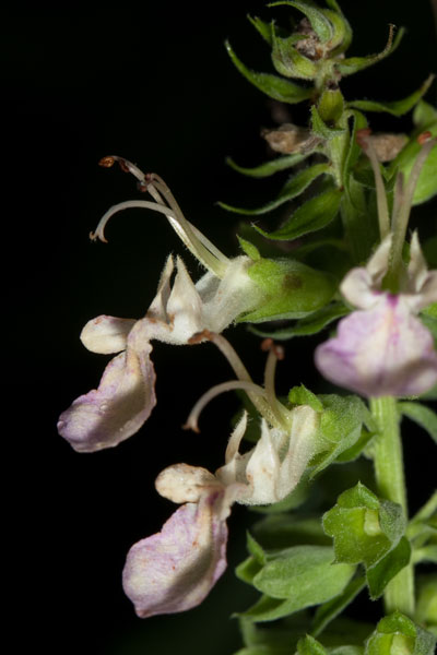 American germander