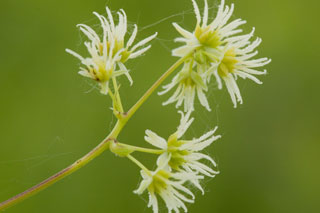 female meadow-rue flowers