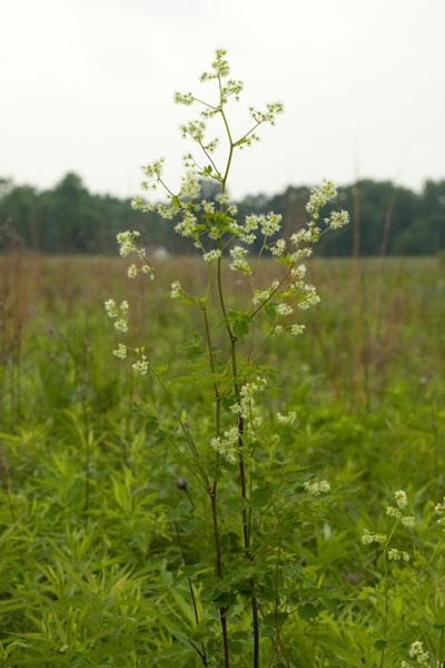 pistillate meadow-rue