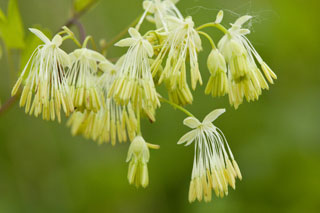 male meadow-rue flowers