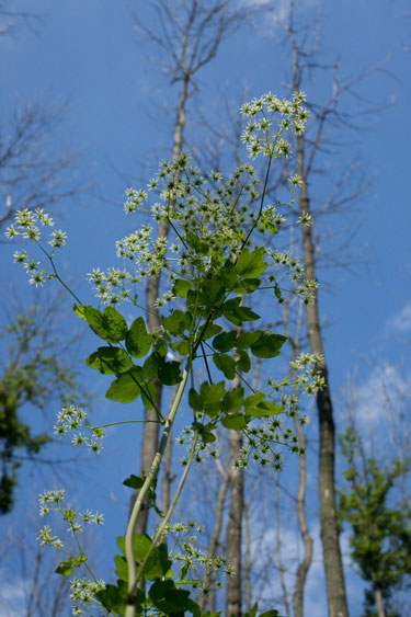 female tall meadow-rue