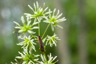 female rue flowers