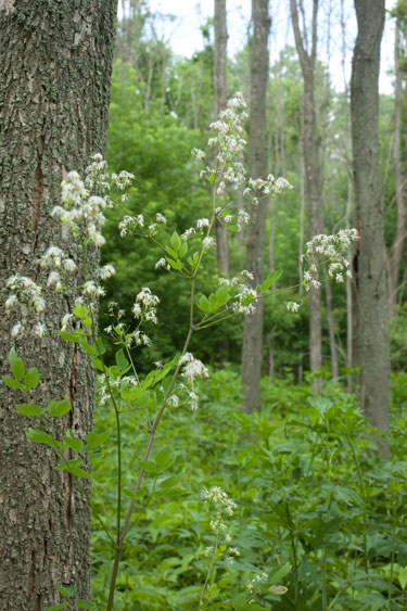 male meadow-tue