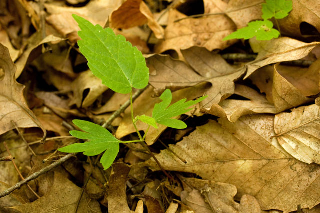 basswood seedling
