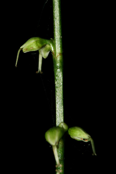 jumpseed fruits