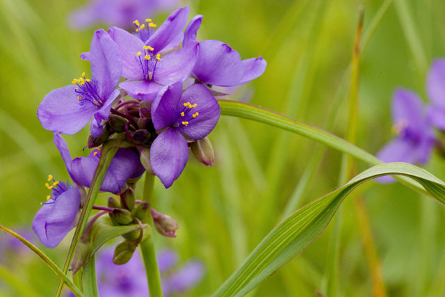 spiderwort