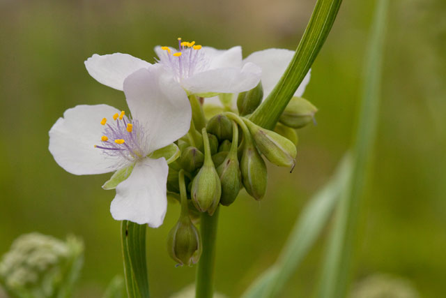 spiderwort pink form