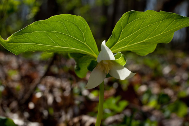 drooping trillium