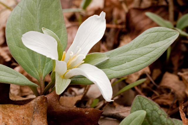 snow trillium