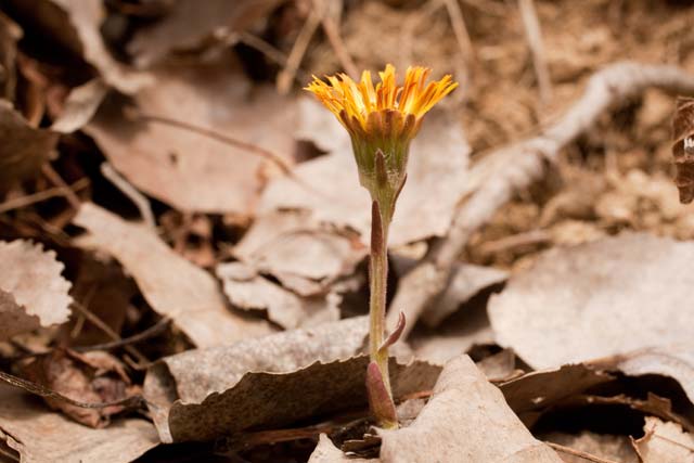 coltsfoot