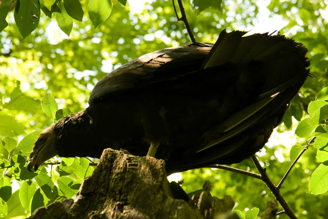 turkey vulture FY