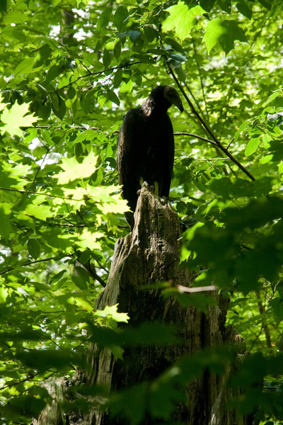 turkey vulture FY