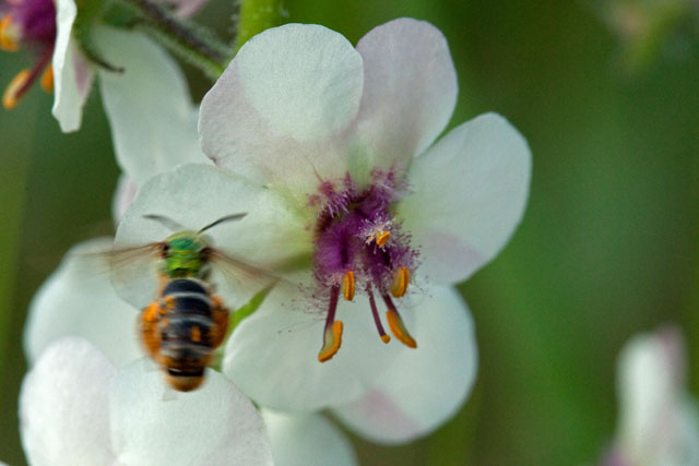 moth mullien and bee