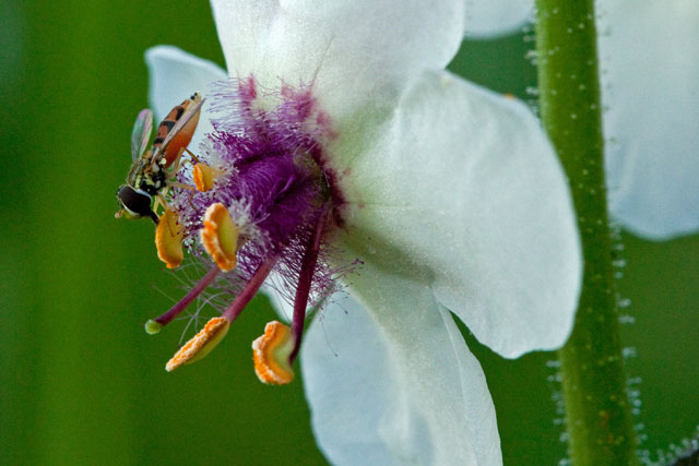 syrphid at moth mullien