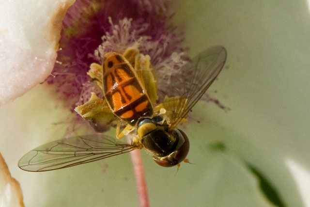 syrphid enlarged showing modified hind wings
