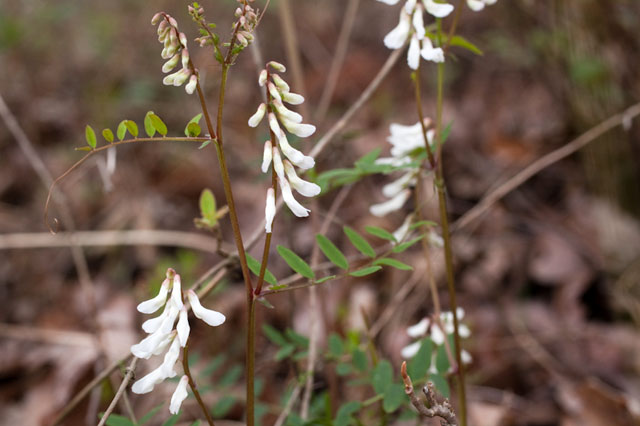 Carolina wood vetch